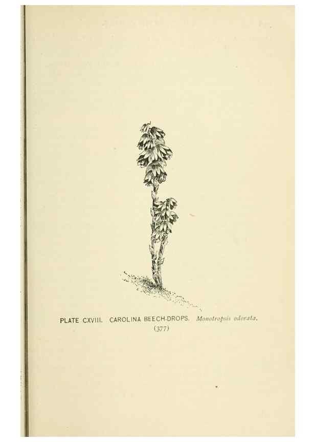 Reproducción/Reproduction 8426199105: Southern wild flowers and trees,. New York,Stokes[1901]