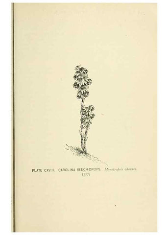 Reproducción/Reproduction 8426199105: Southern wild flowers and trees,. New York,Stokes[1901]