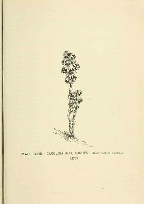 Reproducción/Reproduction 8426199105: Southern wild flowers and trees,. New York,Stokes[1901]