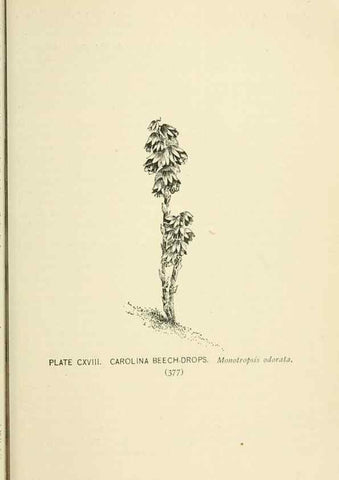 Reproducción/Reproduction 8426199105: Southern wild flowers and trees,. New York,Stokes[1901]