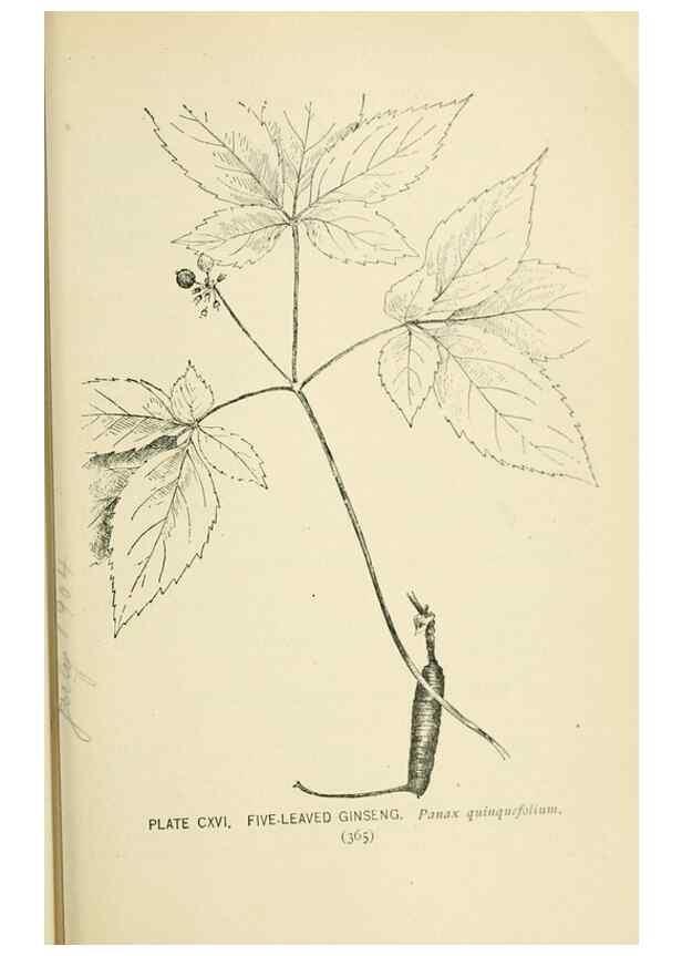 Reproducción/Reproduction 8427289202: Southern wild flowers and trees,. New York,Stokes[1901]
