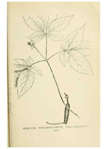 Reproducción/Reproduction 8427289202: Southern wild flowers and trees,. New York,Stokes[1901]