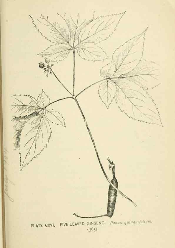Reproducción/Reproduction 8427289202: Southern wild flowers and trees,. New York,Stokes[1901]