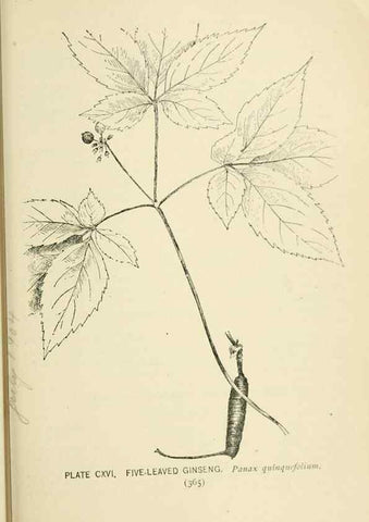 Reproducción/Reproduction 8427289202: Southern wild flowers and trees,. New York,Stokes[1901]
