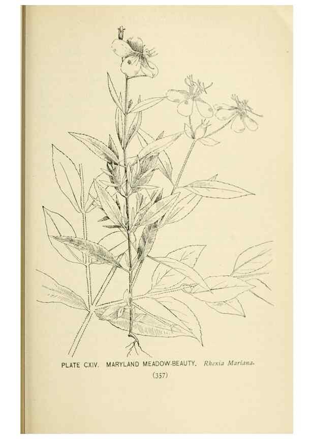 Reproducción/Reproduction 8427287992: Southern wild flowers and trees,. New York,Stokes[1901]