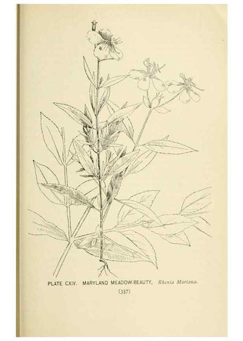Reproducción/Reproduction 8427287992: Southern wild flowers and trees,. New York,Stokes[1901]