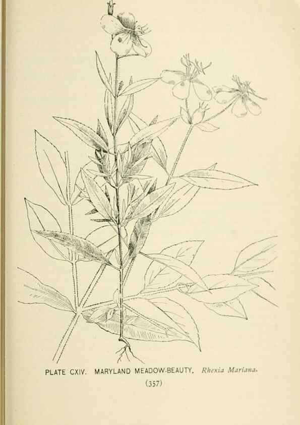 Reproducción/Reproduction 8427287992: Southern wild flowers and trees,. New York,Stokes[1901]