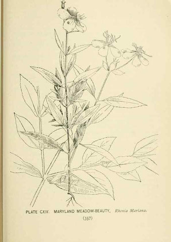 Reproducción/Reproduction 8427287992: Southern wild flowers and trees,. New York,Stokes[1901]