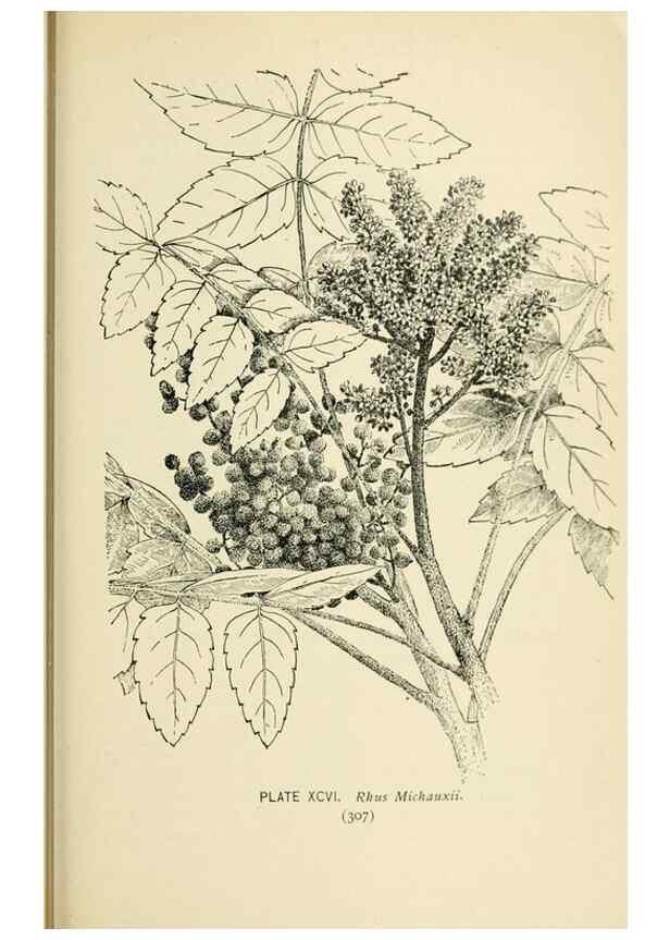 Reproducción/Reproduction 8427277022: Southern wild flowers and trees,. New York,Stokes[1901]