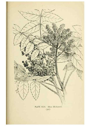 Reproducción/Reproduction 8427277022: Southern wild flowers and trees,. New York,Stokes[1901]