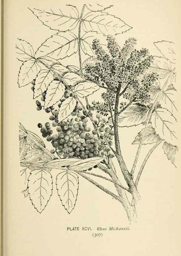 Reproducción/Reproduction 8427277022: Southern wild flowers and trees,. New York,Stokes[1901]