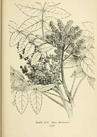 Reproducción/Reproduction 8427277022: Southern wild flowers and trees,. New York,Stokes[1901]