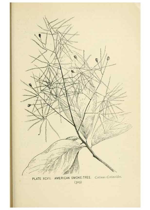 Reproducción/Reproduction 8426186443: Southern wild flowers and trees,. New York,Stokes[1901]