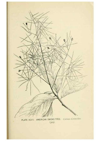 Reproducción/Reproduction 8426186443: Southern wild flowers and trees,. New York,Stokes[1901]