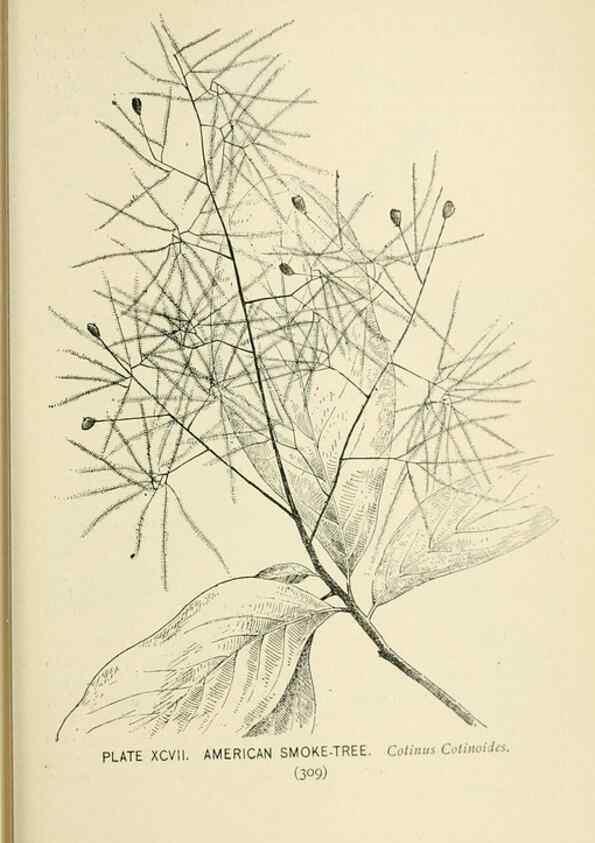 Reproducción/Reproduction 8426186443: Southern wild flowers and trees,. New York,Stokes[1901]