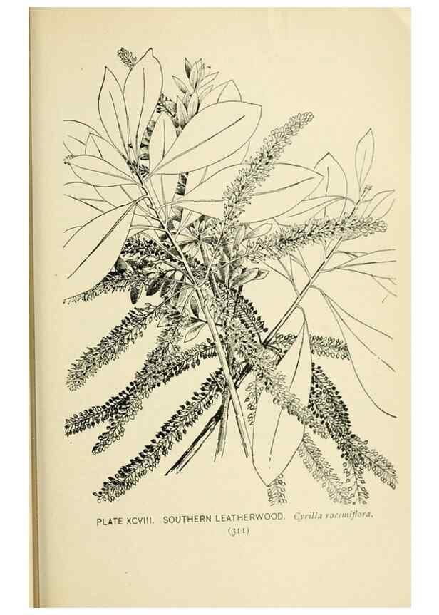 Reproducción/Reproduction 8427278216: Southern wild flowers and trees,. New York,Stokes[1901]