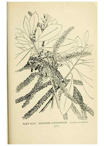 Reproducción/Reproduction 8427278216: Southern wild flowers and trees,. New York,Stokes[1901]