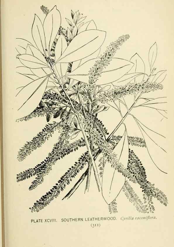 Reproducción/Reproduction 8427278216: Southern wild flowers and trees,. New York,Stokes[1901]