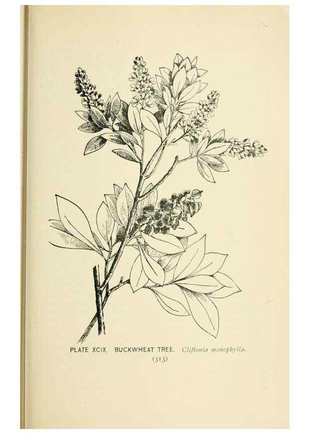 Reproducción/Reproduction 8426187833: Southern wild flowers and trees,. New York,Stokes[1901]