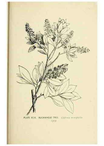 Reproducción/Reproduction 8426187833: Southern wild flowers and trees,. New York,Stokes[1901]