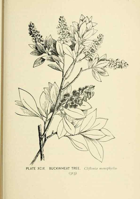 Reproducción/Reproduction 8426187833: Southern wild flowers and trees,. New York,Stokes[1901]