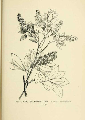 Reproducción/Reproduction 8426187833: Southern wild flowers and trees,. New York,Stokes[1901]