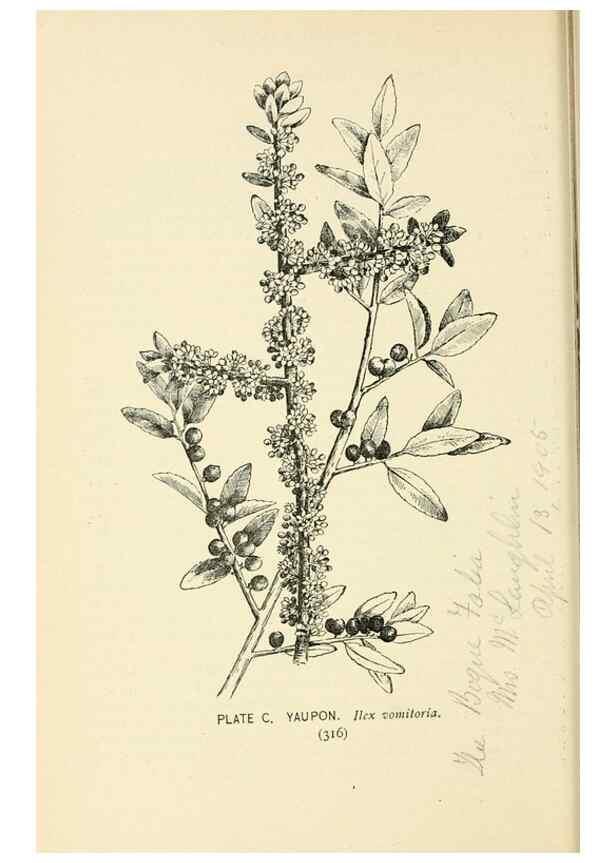 Reproducción/Reproduction 8426188259: Southern wild flowers and trees,. New York,Stokes[1901]