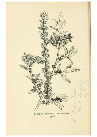 Reproducción/Reproduction 8426188259: Southern wild flowers and trees,. New York,Stokes[1901]