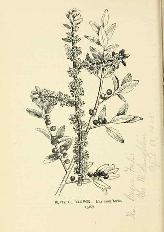 Reproducción/Reproduction 8426188259: Southern wild flowers and trees,. New York,Stokes[1901]