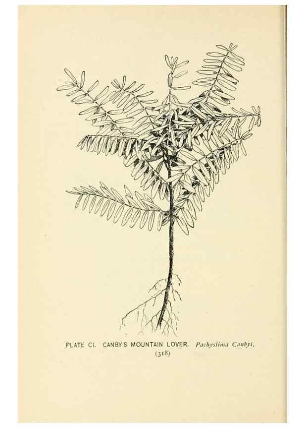 Reproducción/Reproduction 8427280036: Southern wild flowers and trees,. New York,Stokes[1901]