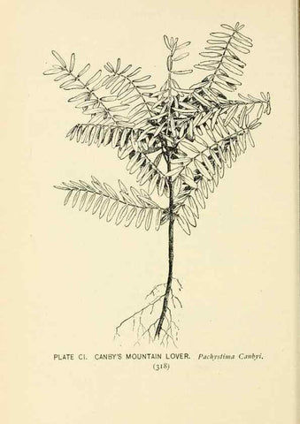 Reproducción/Reproduction 8427280036: Southern wild flowers and trees,. New York,Stokes[1901]