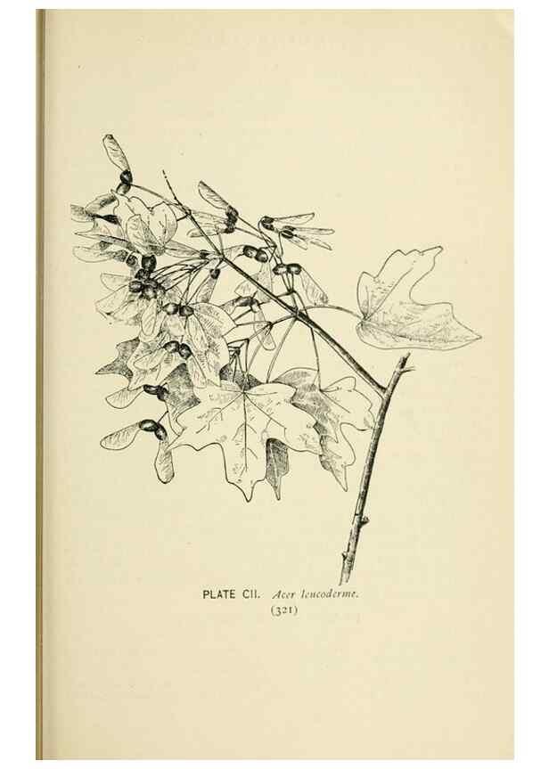 Reproducción/Reproduction 8427281116: Southern wild flowers and trees,. New York,Stokes[1901]