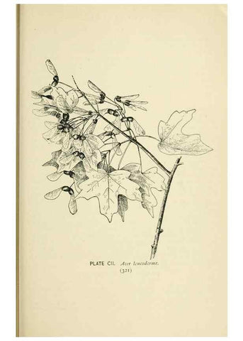 Reproducción/Reproduction 8427281116: Southern wild flowers and trees,. New York,Stokes[1901]