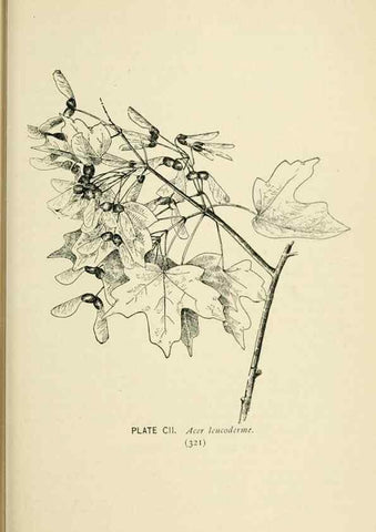 Reproducción/Reproduction 8427281116: Southern wild flowers and trees,. New York,Stokes[1901]