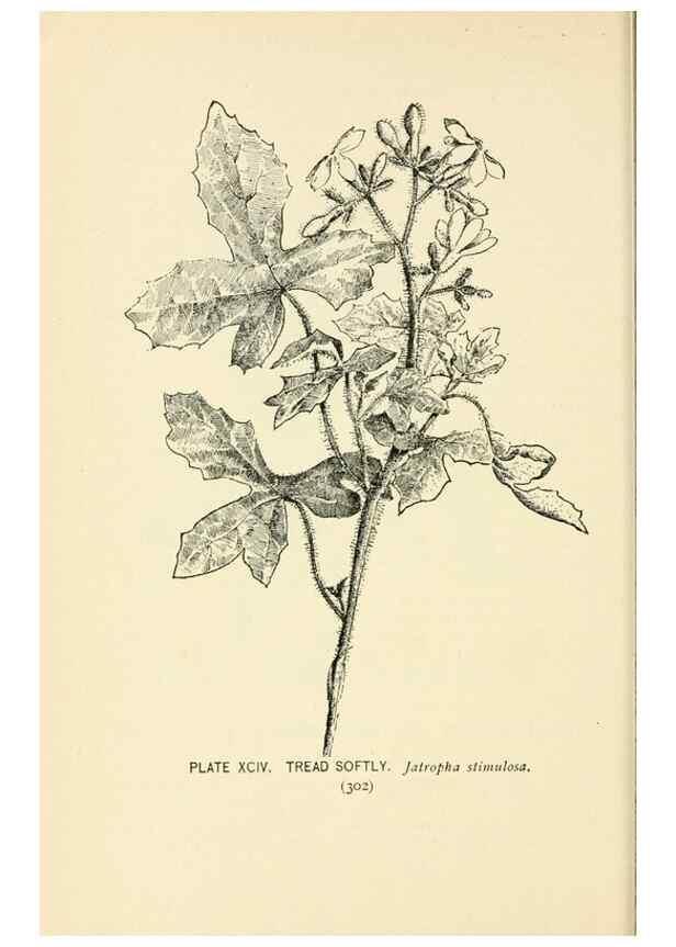 Reproducción/Reproduction 8426184305: Southern wild flowers and trees,. New York,Stokes[1901]