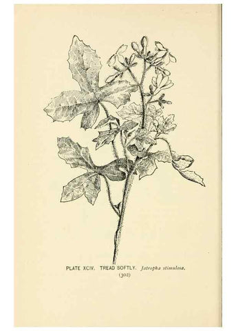 Reproducción/Reproduction 8426184305: Southern wild flowers and trees,. New York,Stokes[1901]