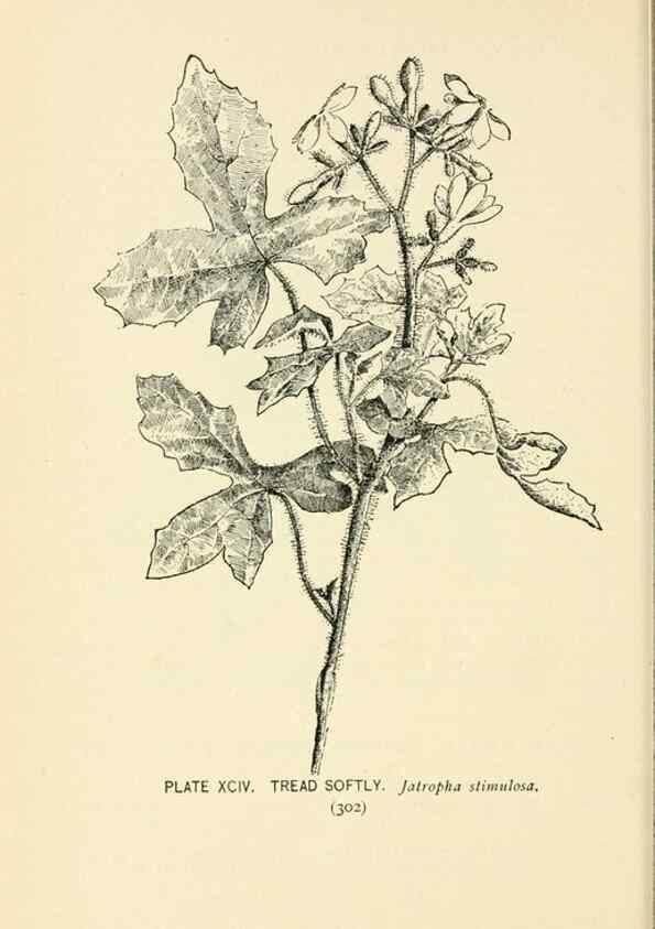 Reproducción/Reproduction 8426184305: Southern wild flowers and trees,. New York,Stokes[1901]