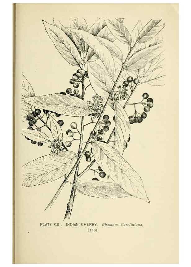 Reproducción/Reproduction 8426190351: Southern wild flowers and trees,. New York,Stokes[1901]