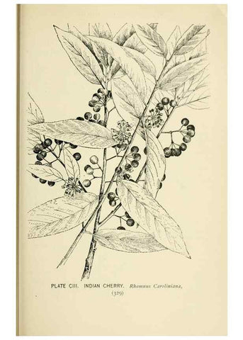 Reproducción/Reproduction 8426190351: Southern wild flowers and trees,. New York,Stokes[1901]