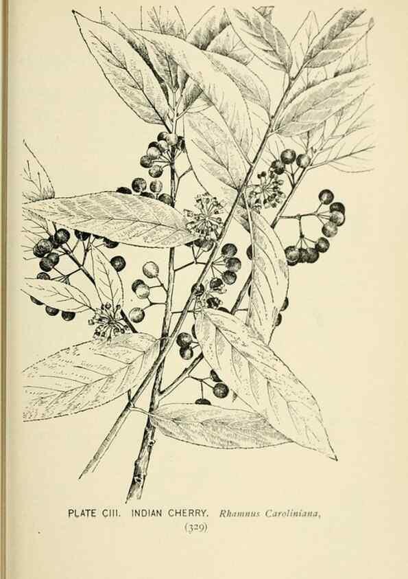 Reproducción/Reproduction 8426190351: Southern wild flowers and trees,. New York,Stokes[1901]