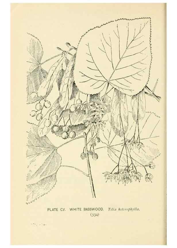 Reproducción/Reproduction 8426191477: Southern wild flowers and trees,. New York,Stokes[1901]