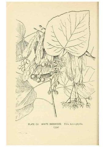 Reproducción/Reproduction 8426191477: Southern wild flowers and trees,. New York,Stokes[1901]