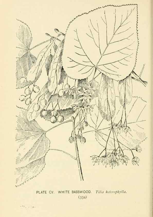 Reproducción/Reproduction 8426191477: Southern wild flowers and trees,. New York,Stokes[1901]