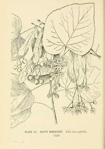 Reproducción/Reproduction 8426191477: Southern wild flowers and trees,. New York,Stokes[1901]