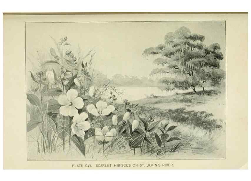 Reproducción/Reproduction 8426192141: Southern wild flowers and trees,. New York,Stokes[1901]