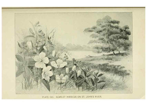 Reproducción/Reproduction 8426192141: Southern wild flowers and trees,. New York,Stokes[1901]