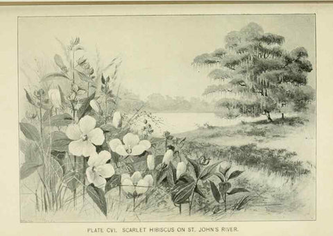 Reproducción/Reproduction 8426192141: Southern wild flowers and trees,. New York,Stokes[1901]