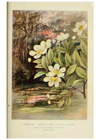Reproducción/Reproduction 8426192699: Southern wild flowers and trees,. New York,Stokes[1901]