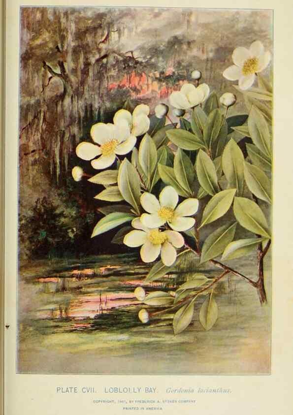 Reproducción/Reproduction 8426192699: Southern wild flowers and trees,. New York,Stokes[1901]