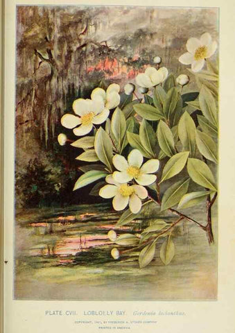Reproducción/Reproduction 8426192699: Southern wild flowers and trees,. New York,Stokes[1901]